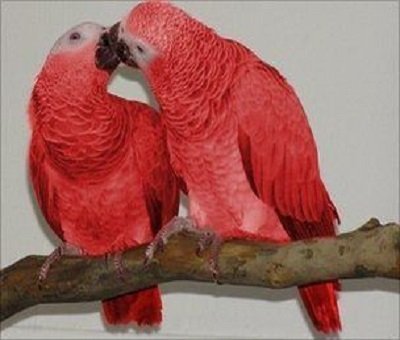 RED FACTOR AFRICAN GREY FOR SALE - Image 3
