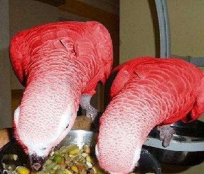 RED FACTOR AFRICAN GREY FOR SALE - Image 4