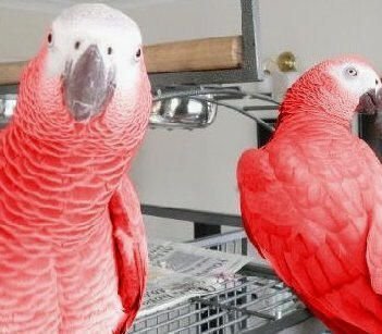 RED FACTOR AFRICAN GREY FOR SALE