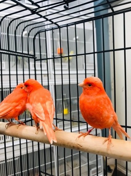 RED FACTOR CANARY FOR SALE