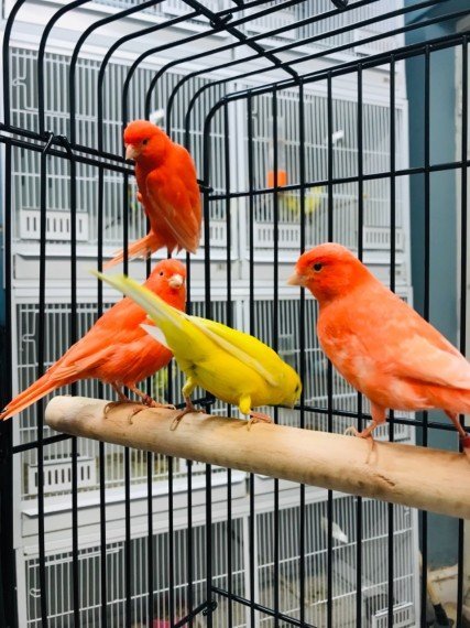 RED FACTOR CANARY FOR SALE - Image 2