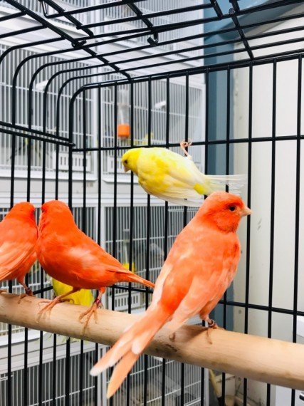 RED FACTOR CANARY FOR SALE - Image 3