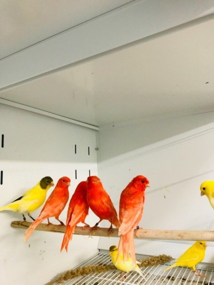 RED FACTOR CANARY FOR SALE - Image 4