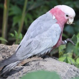 ROSE BREASTED COCKATOO FOR SALE