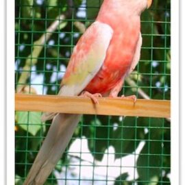 Buy Bourke Parakeets - Rubino Online