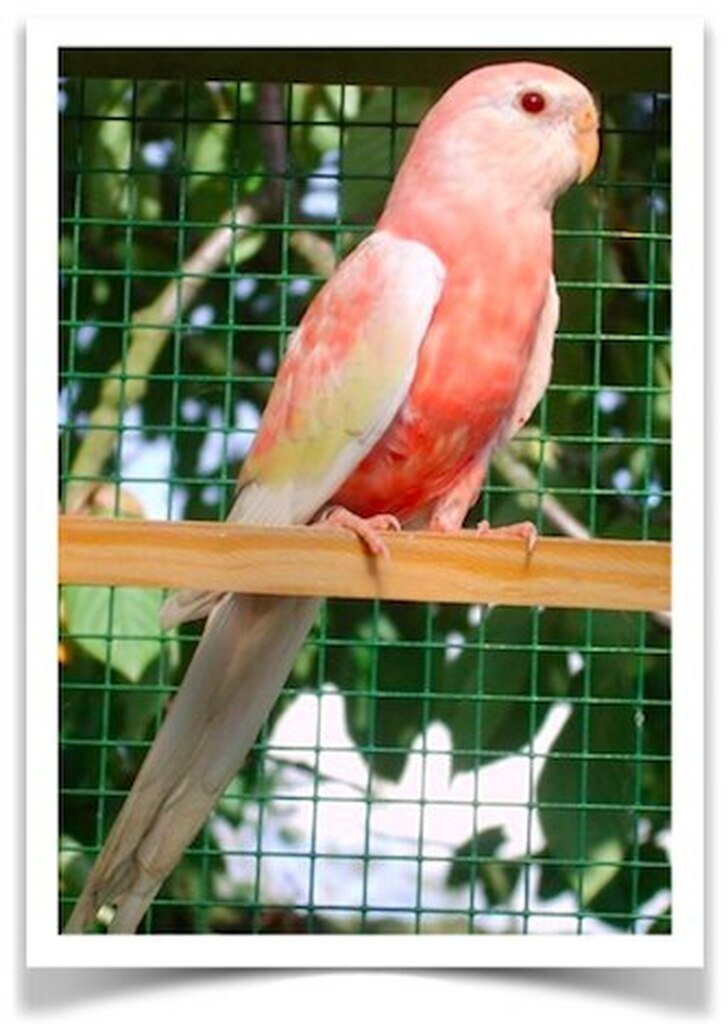 Buy Bourke Parakeets - Rubino Online