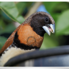 Buy Mannikin - Chestnut-Breasted Online