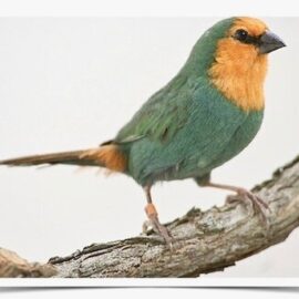 Buy Seagreen Parrotfinch Online