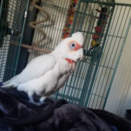Slender-Billed Cockatoo
