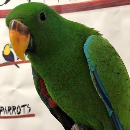 SOLOMON ISLAND ECLECTUS PARROT FOR SALE