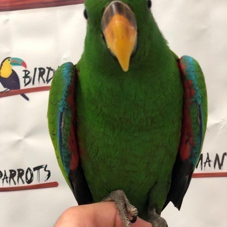 SOLOMON ISLAND ECLECTUS PARROT FOR SALE - Image 2