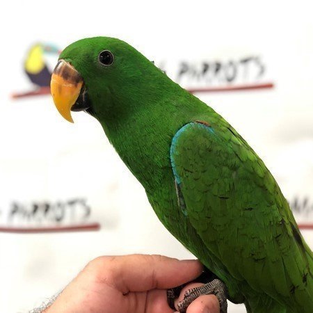 SOLOMON ISLAND ECLECTUS PARROT FOR SALE - Image 4