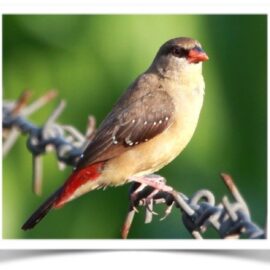 Buy Strawberry Finch Online