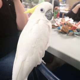 Sulphur-Crested Cockatoo