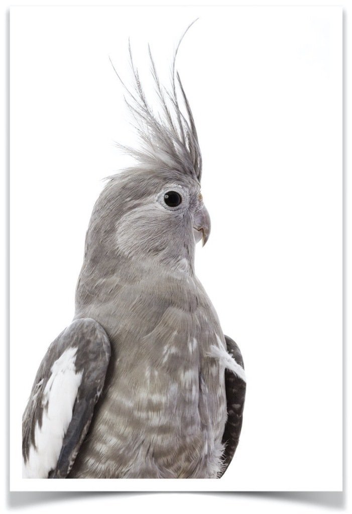 Buy Cockatiel - White-faced Online - Image 2