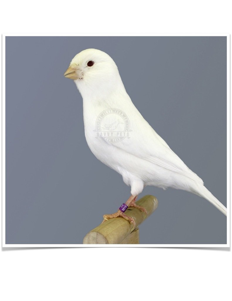 Buy White Canary Online - Image 2
