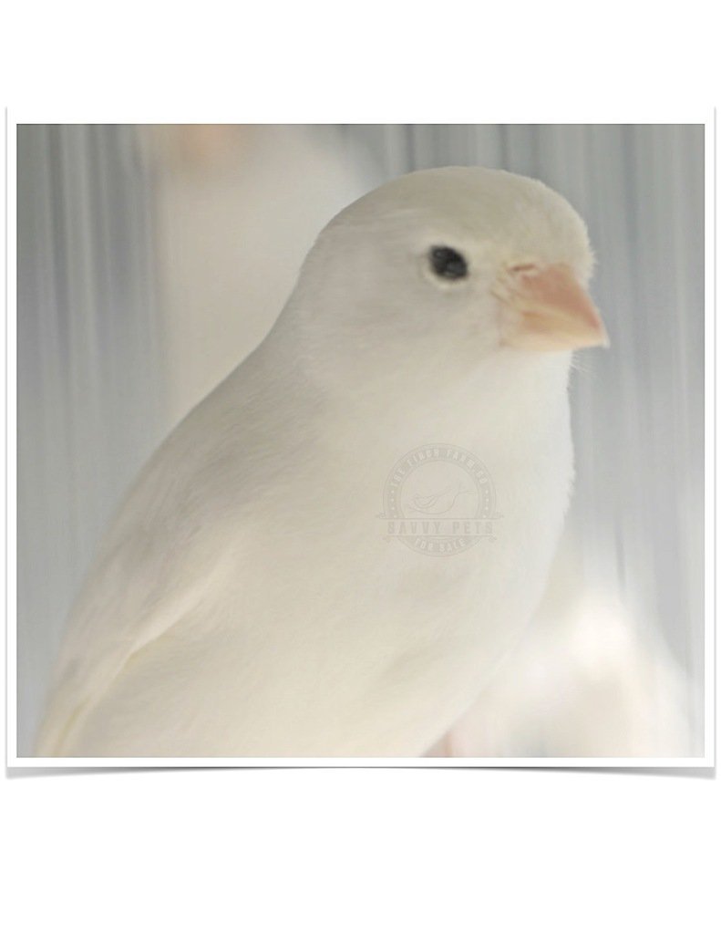 Buy White Canary Online