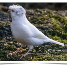 Buy White Crested Canary Online