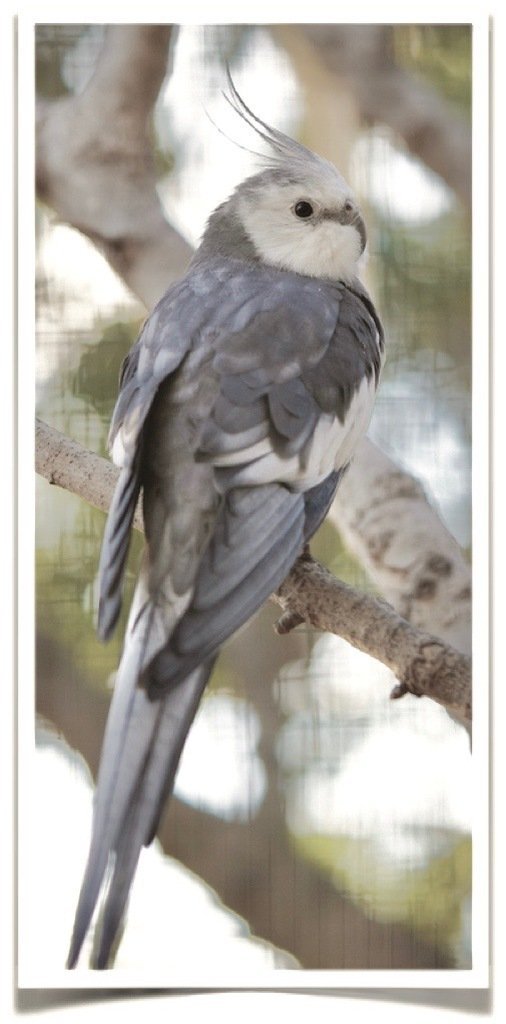 Buy Cockatiel - White-faced Online - Image 3