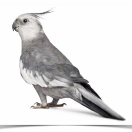 Buy Cockatiel - White-faced Online