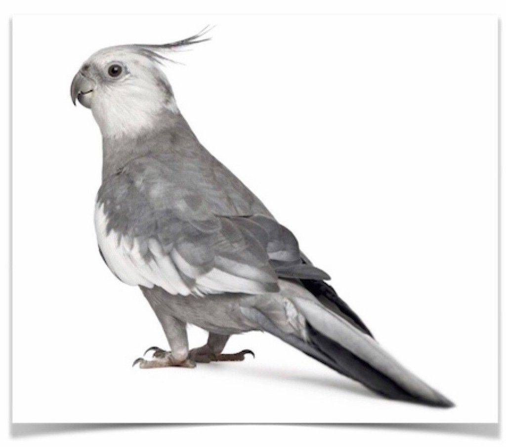 Buy Cockatiel - White-faced Online