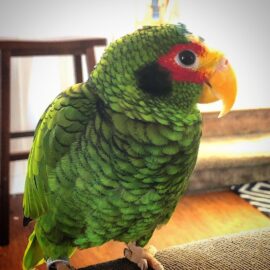 Yellow-lored amazon