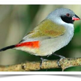 Buy Black-faced Swee Waxbill - Pairs Only Online