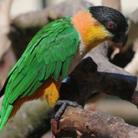 BUY BLACK HEADED CAIQUE FOR SALE