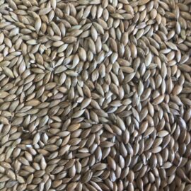 Canary Seed