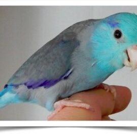Buy Blue Parrotlet Online